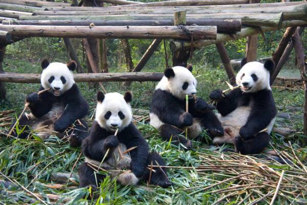 Panda Conservation Centre